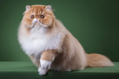 Очаровательная рыжая британская кошка на фото