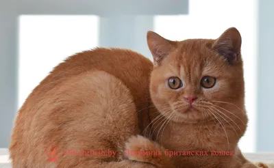 Фотография рыжей кошки для скачивания в png