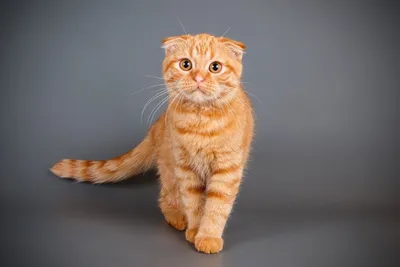 Потрясающая картина рыжей британской кошки