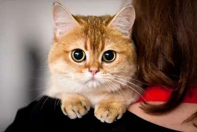Британская кошка рыжего окраса на фотографии