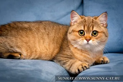 Фото рыжей британской кошки в хорошем качестве