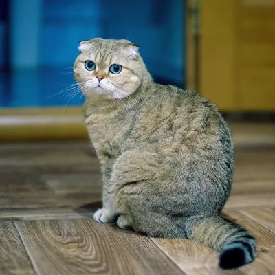 Великолепные фото британской вислоухой кошки