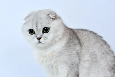 Чарующие изображения британской вислоухой кошки