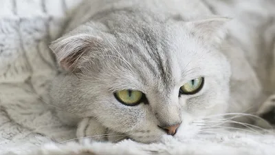 Уникальные фото вислоухой британской кошки
