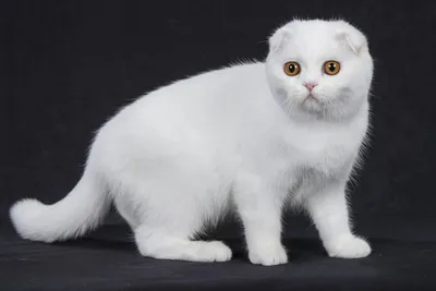 Британская кошка вислоухая: фотографии, которые покорят ваше сердце