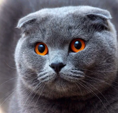 Удивительные изображения вислоухой британской кошки