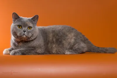 Вариативные форматы для скачивания фото британской кошки вислоухой