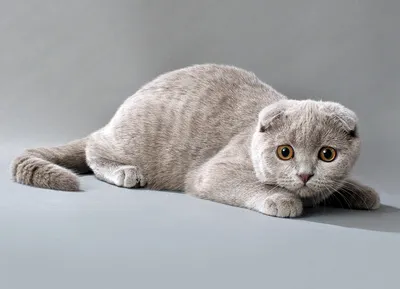 Удивительные фото вислоухой британской кошки для скачивания