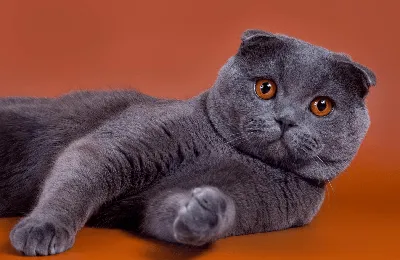 Фото, картинки вислоухой британской кошки: все форматы для скачивания