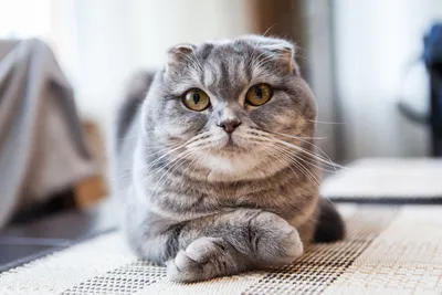 Британская кошка вислоухая: фото в хорошем качестве для скачивания