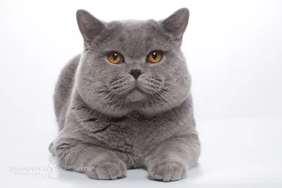 Британская кошка вислоухая: фото в разных форматах для загрузки