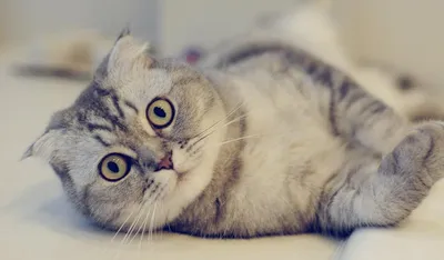 Британская кошка вислоухая: наслаждайтесь прекрасными снимками