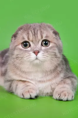 Вислоухая британская кошка: фото в форматах jpg, png, webp