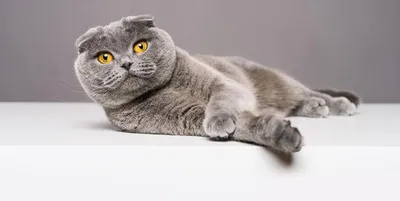 Фото британской кошки вислоухой в высоком разрешении