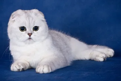 Великолепные портреты британской вислоухой кошки
