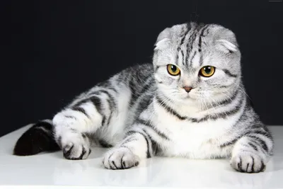 Британская кошка вислоухая: красота и очарование на каждом снимке