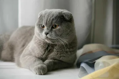Изысканные фото британской вислоухой кошки