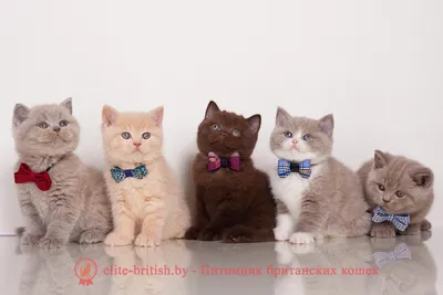 Изображение кошки породы Британская плюшевая