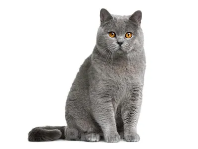 Британская плюшевая кошка фотографии