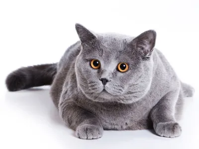 Картинка Британской плюшевой кошки с возможностью загрузки