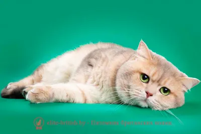 Скачивайте фото Британской плюшевой кошки в формате webp