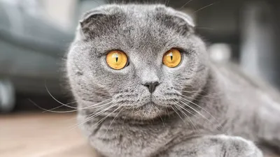 Изображение Британской плюшевой кошки для любителей кошек