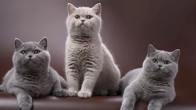 Изображение Британской плюшевой кошки в формате jpg