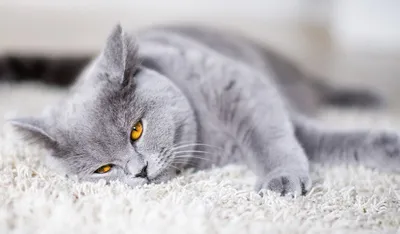 Красивая картинка Британской плюшевой кошки