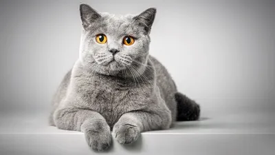 Интересное фото Британской плюшевой кошки