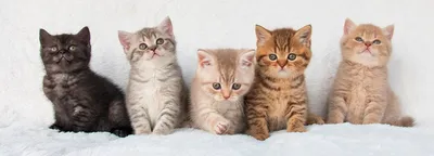 Фото Британской плюшевой кошки для использования в качестве фона