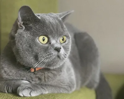 Фото Британской плюшевой кошки для создания обоев