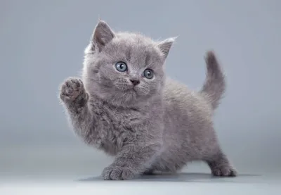 Скачать бесплатно фото Британской плюшевой кошки для фона