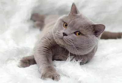 Фотография Британской плюшевой кошки с возможностью скачать в png
