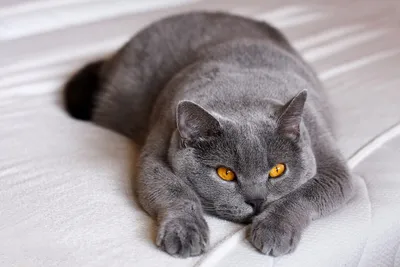 Британская плюшевая кошка: красивые фото и картинки