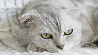 Фото Британской плюшевой кошки для использования в качестве обоев