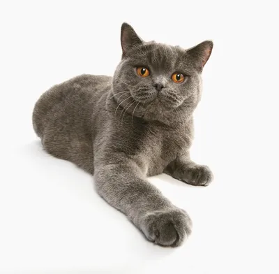 Британская плюшевая кошка: набор фотографий в разных форматах