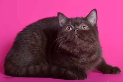 Британская шоколадная кошка: прекрасное изображение в формате JPG