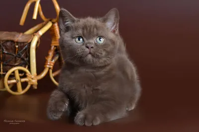 Красивая британская шоколадная кошка на этой фотографии