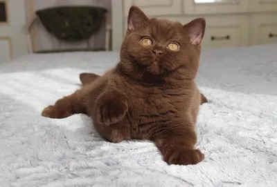 Удивительная британская шоколадная кошка на этой картинке