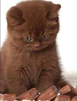Самая милая британская шоколадная кошка на этом снимке