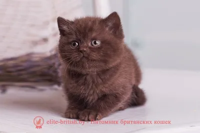 Британская шоколадная кошка: скачать бесплатно в формате PNG
