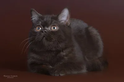 Восхитительная британская шоколадная кошка на этом изображении