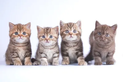 Британская шоколадная кошка: красивое изображение в формате JPG