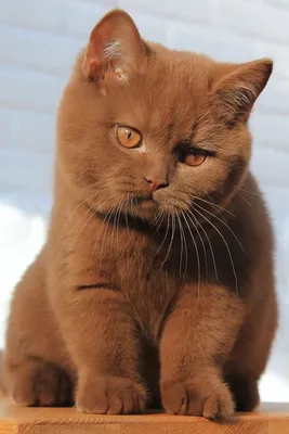 Фото британской шоколадной кошки: скачать в формате PNG
