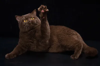 Прекрасная британская шоколадная кошка на этой картинке
