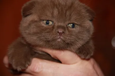 Британская шоколадная кошка: бесплатно скачать фото в формате PNG