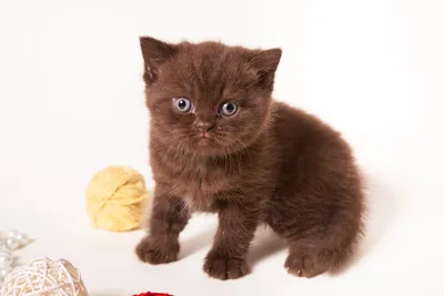 Фотошоп с изображением британской шоколадной кошки: выберите размер