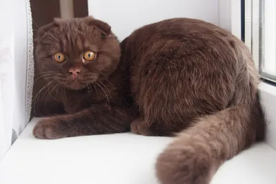 Обои с изображением британской шоколадной кошки