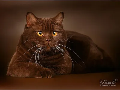 Великолепная британская шоколадная кошка на этой картинке