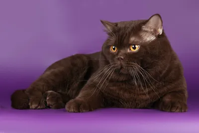 Великолепная фотография британской шоколадной кошки